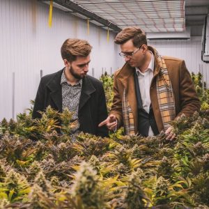 Cannabis Vera – szykuje się kolejna „konopna” emisja